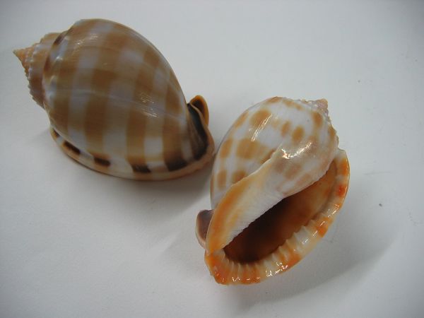 coquillages du Pacifique